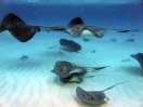 Stingray City Sandbar