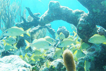 Coral Gardens