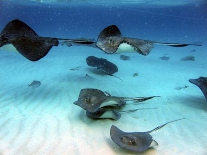 Stingray City Sandbar