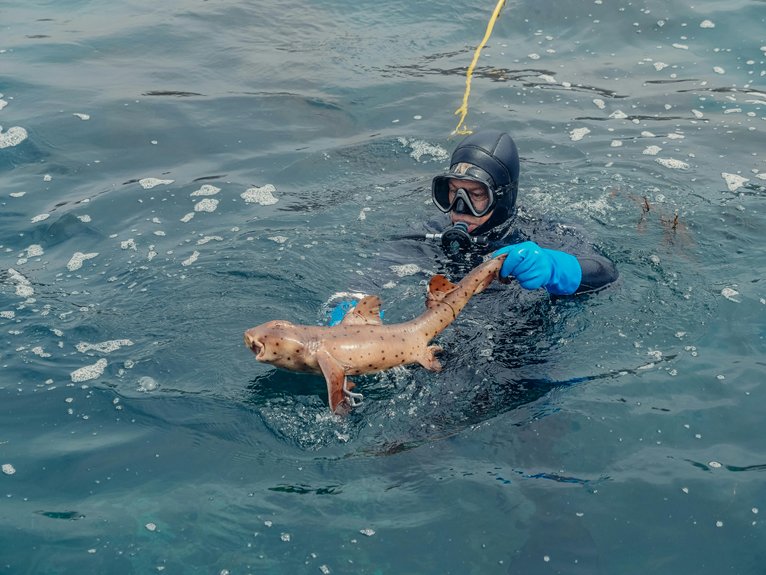diving method comparison