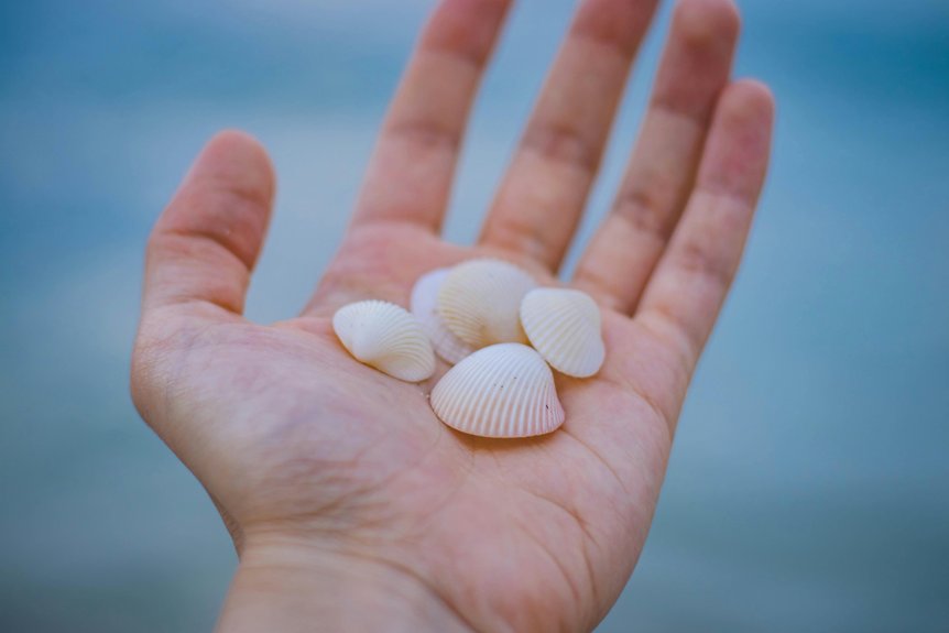 prime shell collecting beaches