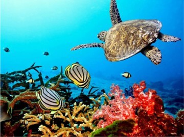 Turtle Center